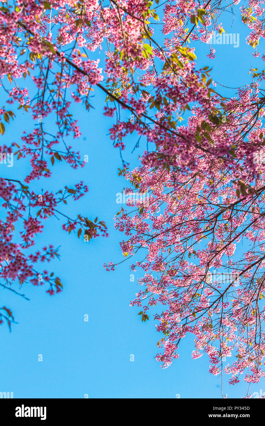 pink cherry blossom and blue sky background Stock Photo - Alamy
