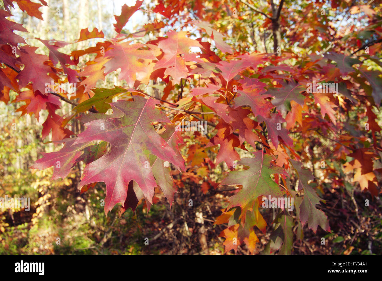Fall colors in a forest in Hattem, the Netherlands Stock Photo Alamy
