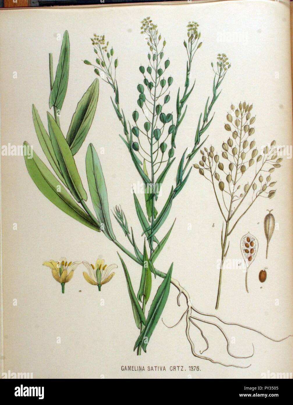 Camelina sativa — Flora Batava — Volume v18. Stock Photo