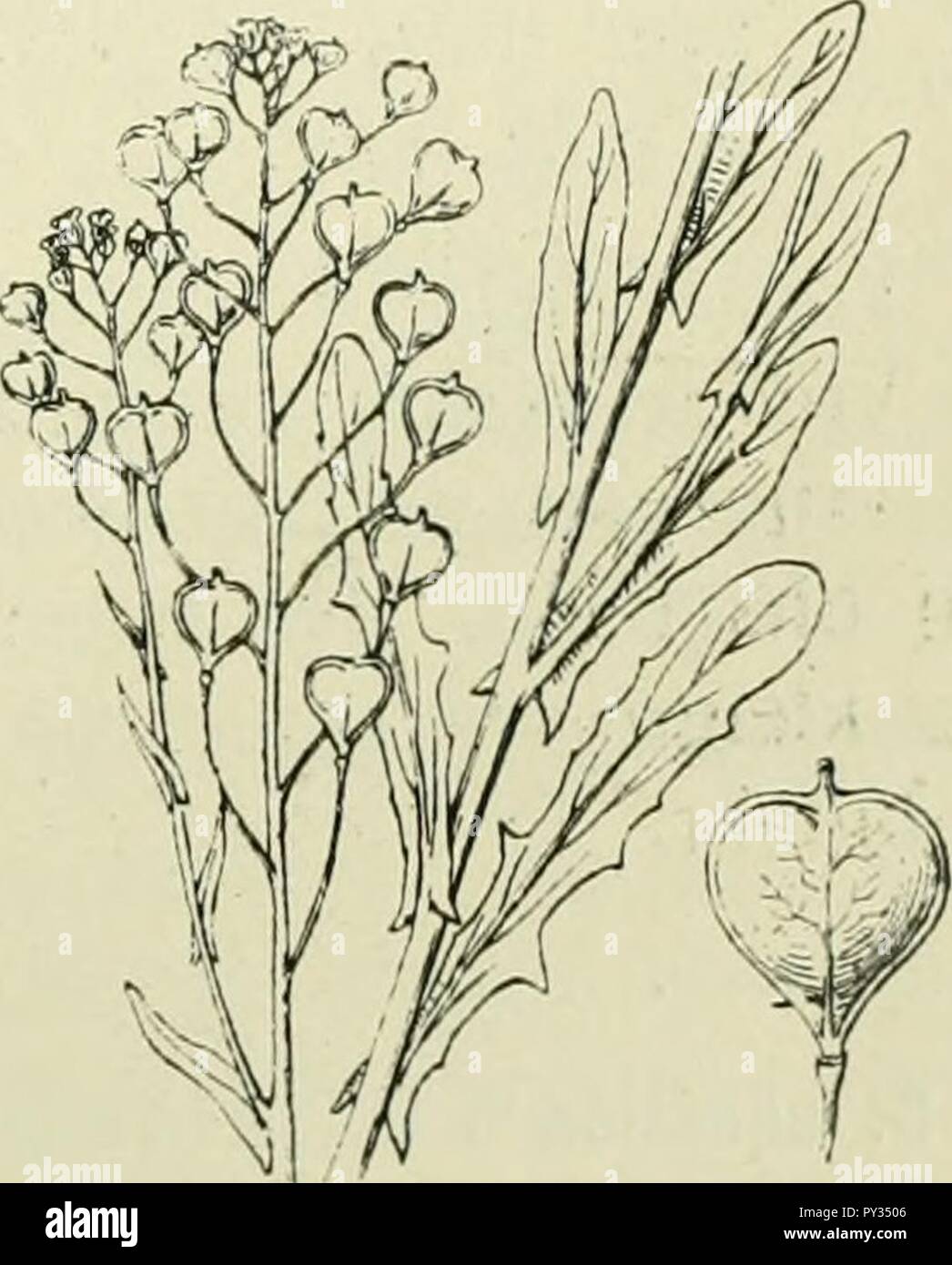 Camelina sativa subsp. alyssum (1). Stock Photo