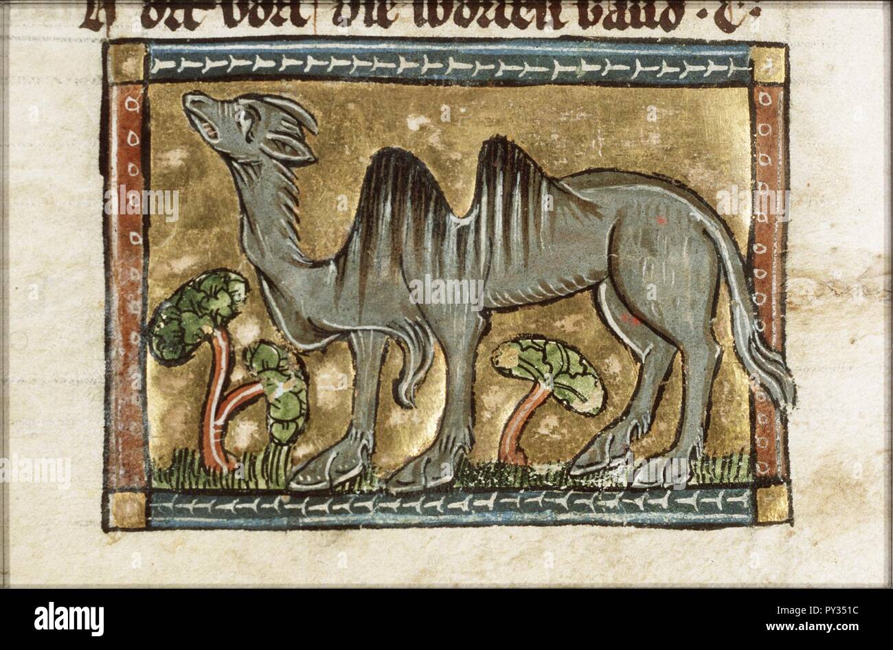 Camelus (camel) - Der naturen bloeme - Jacob van Maerlant - KB KA 16 ...