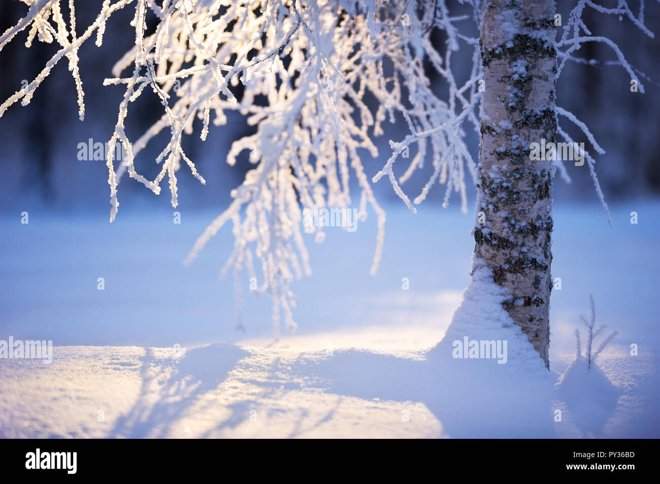 Birch tree trunk and branches covered with snow. Selective focus and shallow depth of field. Stock Photo