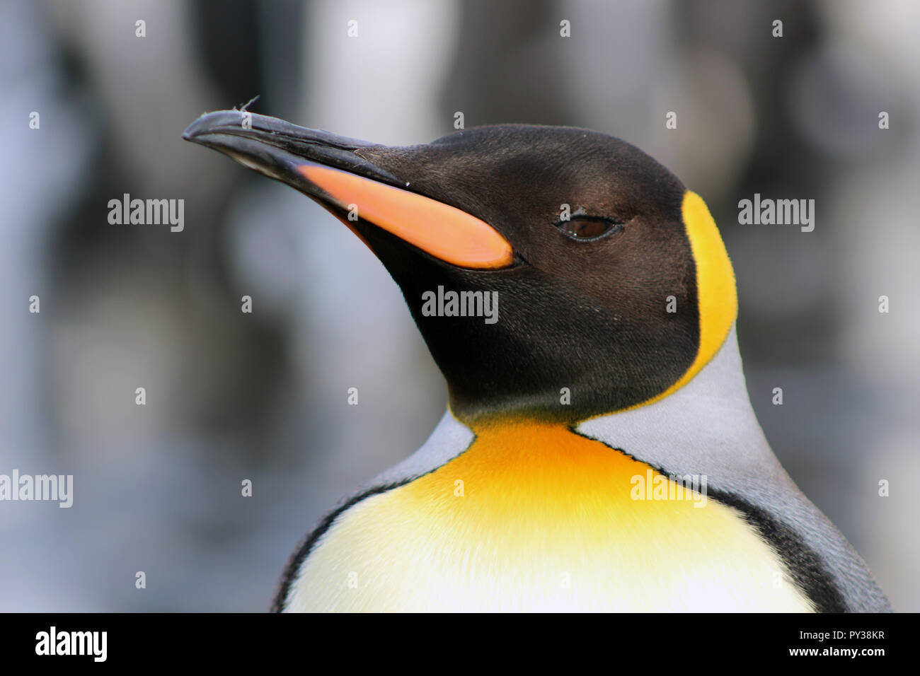 Close up of portrait of King penguin on South Georgia, South Atlantic Stock Photo