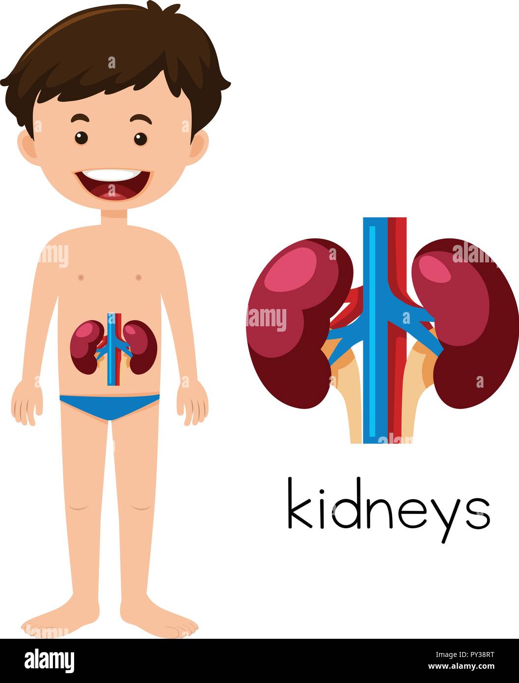 A Human Anatomy of Kidneys illustration Stock Vector Image & Art Alamy