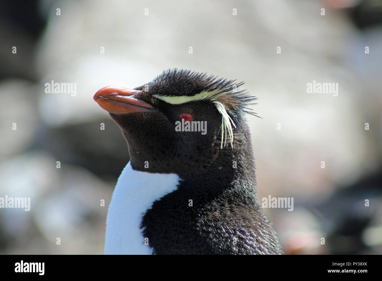 Rockhopper penguin close-up profile portrait, Falkland Islands, South Atlantic with its stunning plumage and piercing red eye Stock Photo
