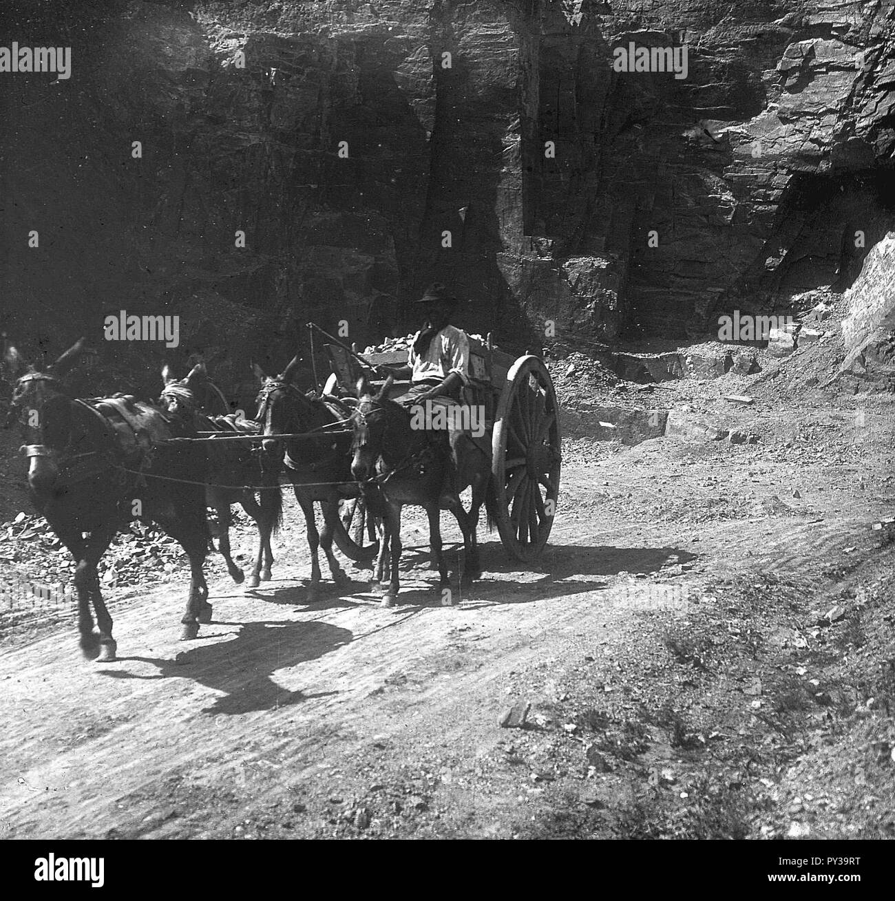 C38f377. Carros con mulas saliendo con cargamento. Stock Photo
