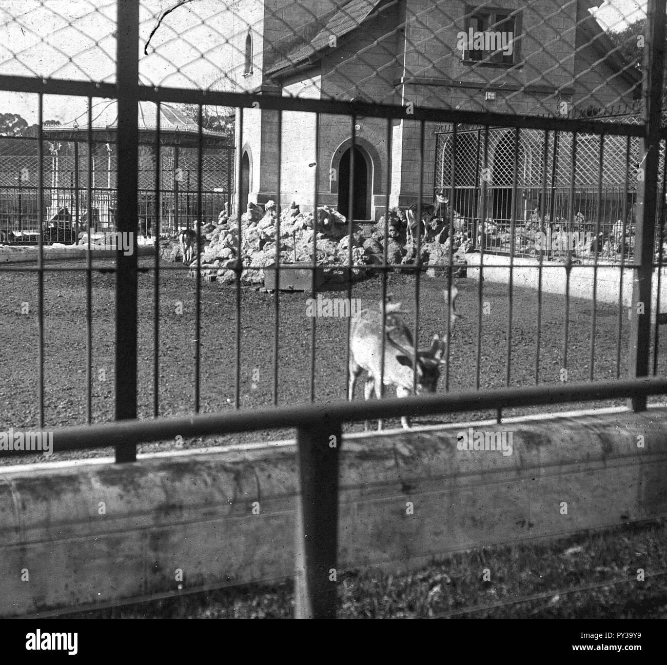 C45f459. Jaula de ciervos en el Zoo. Stock Photo