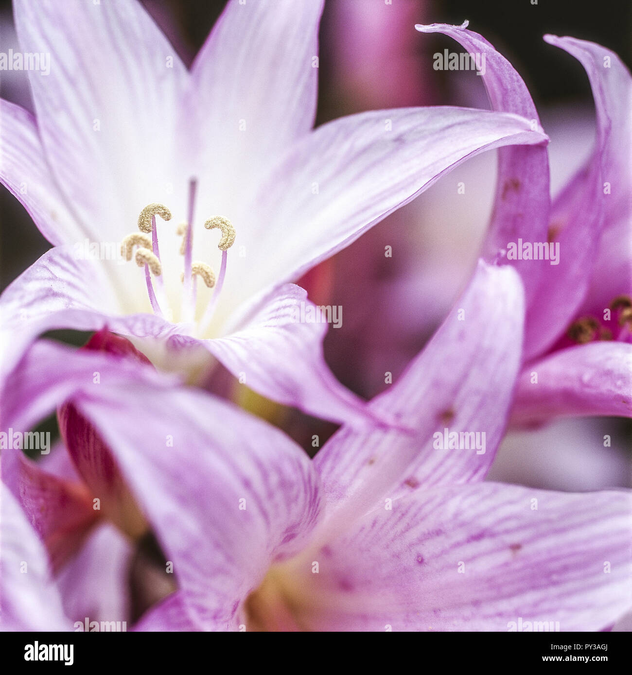 Rosa Blueten, Belladonnenlilie Stock Photo