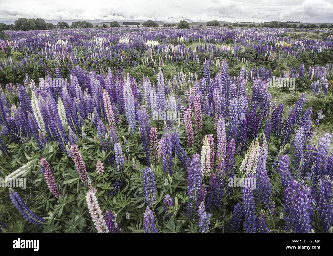Blumenwiese aus Lupinen, Suedinsel, Neuseeland Stock Photo