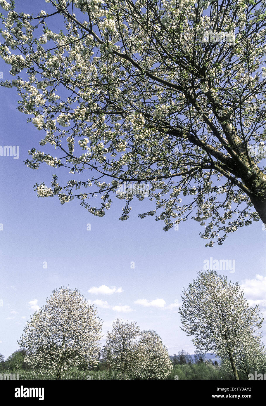 Bluehende Baeume im Fruehling Stock Photo - Alamy