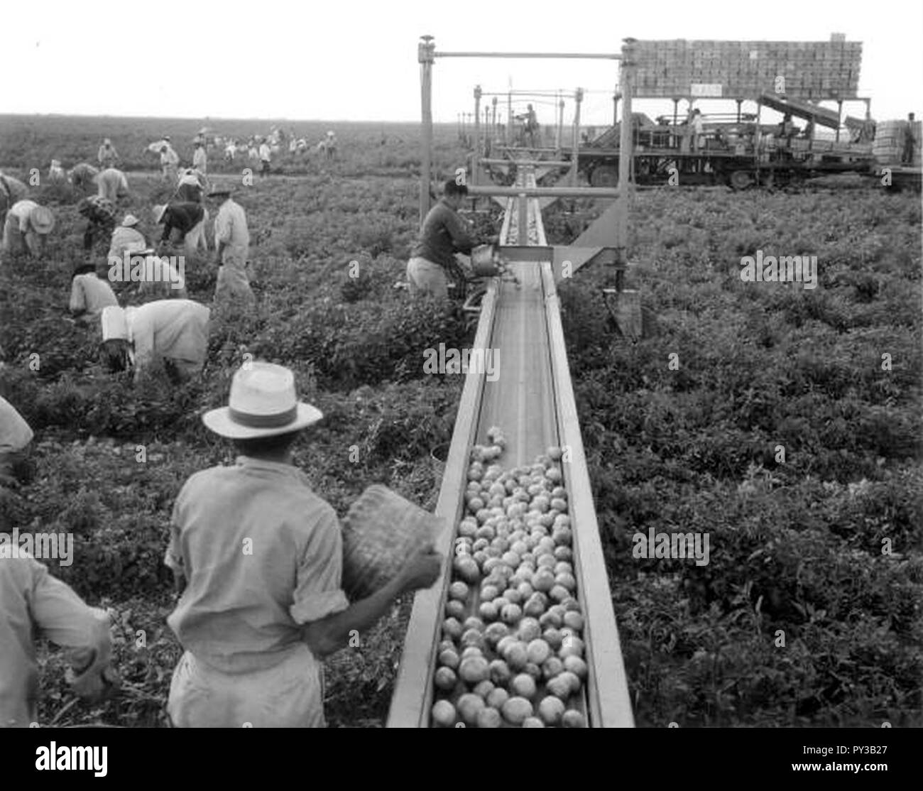 Archival tomatoes hires stock photography and images Alamy