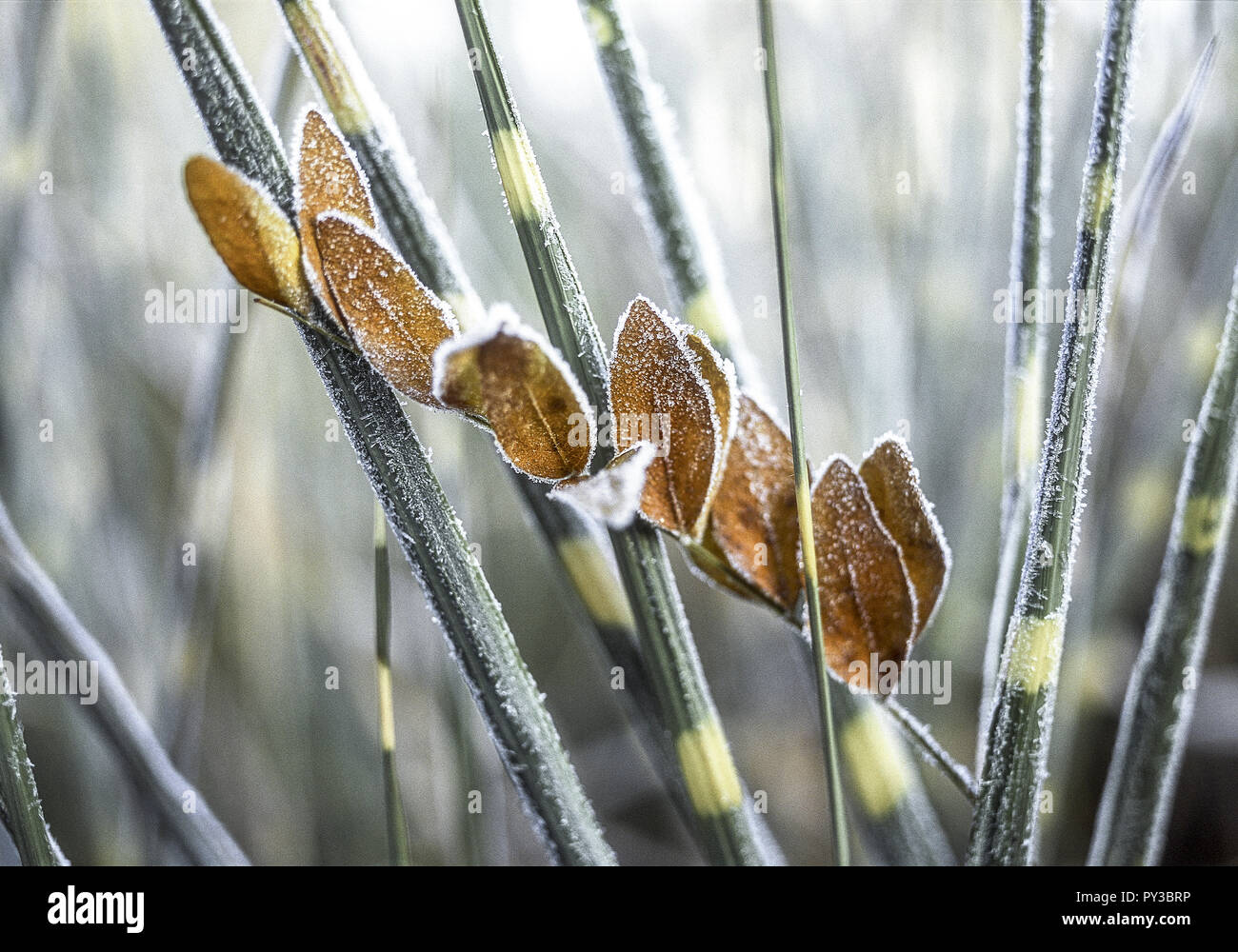 Graeser mit verwelktem Laub, Reif Stock Photo