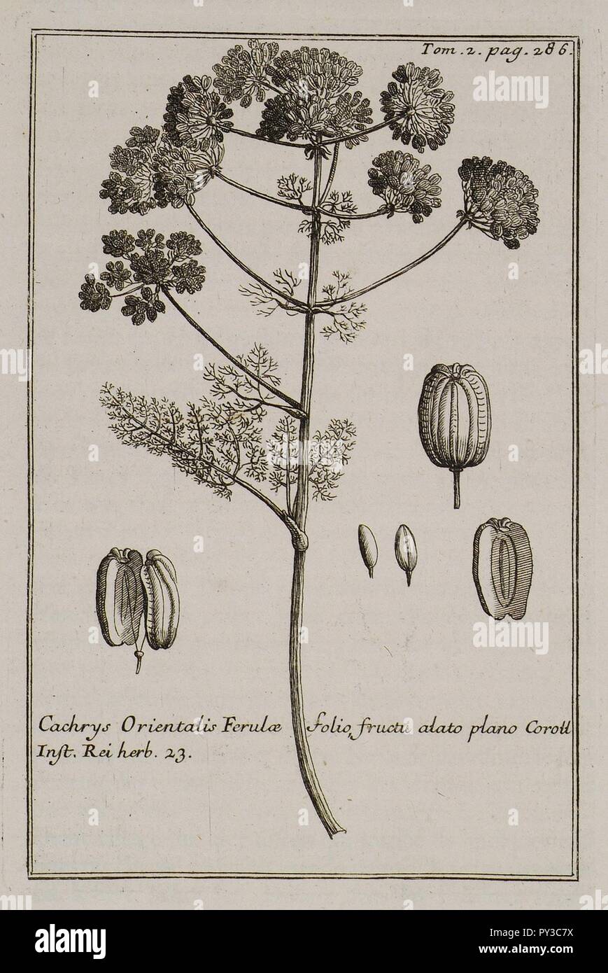 Cachrys Orientalis Ferulae folio fructu atato plano Coroll Inst Rei herb 23 - Tournefort Joseph Pitton De - 1717. Stock Photo