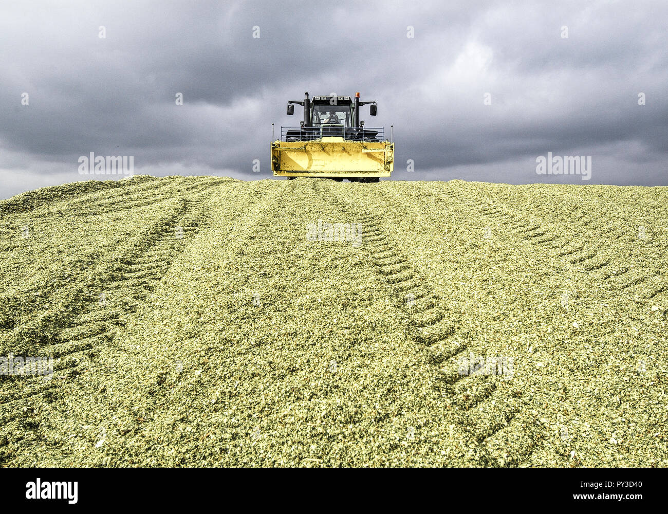 Fahrsilo mit Mais-Silage Stock Photo - Alamy