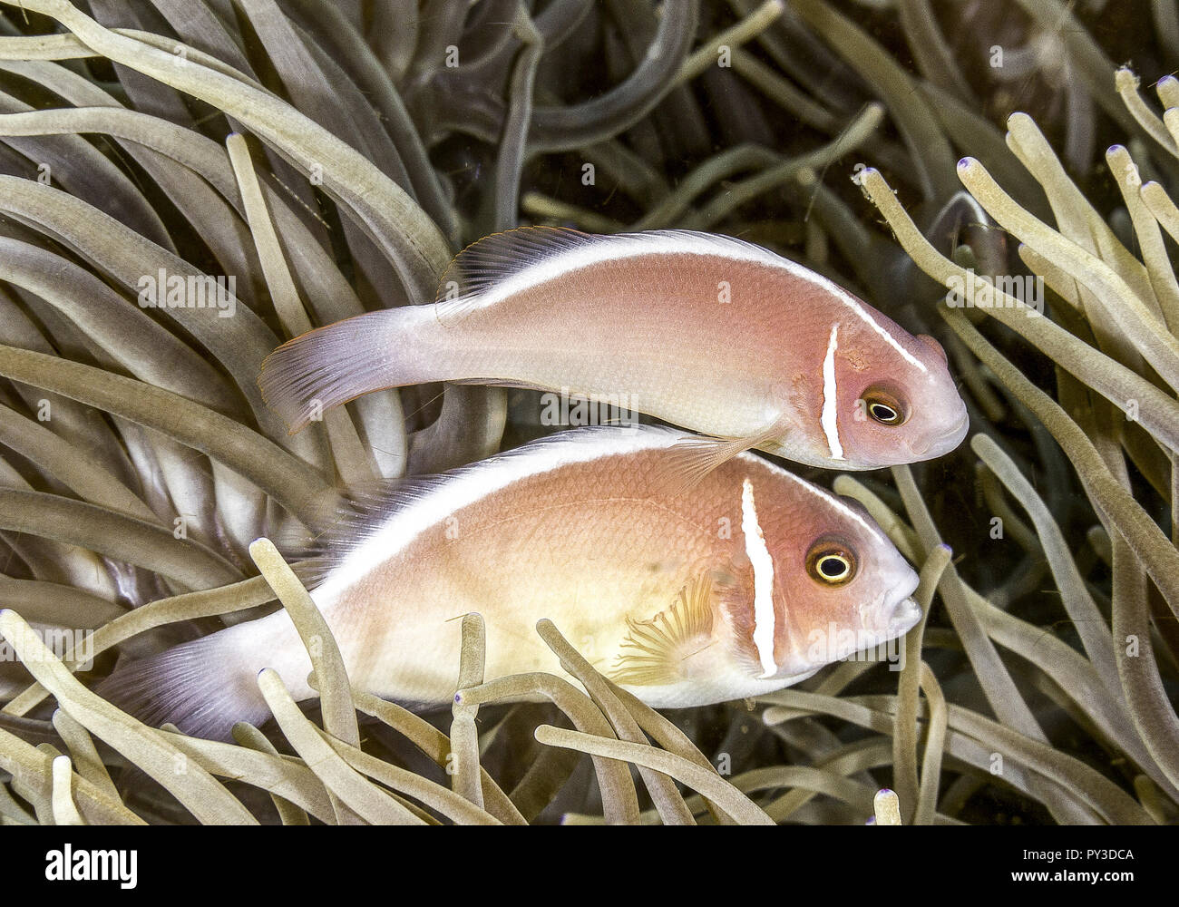 Halsband-Anemonenfisch Stock Photo