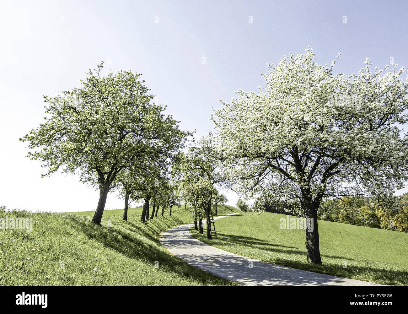 Bluehende Birnbaeume, Oesterreich Stock Photo