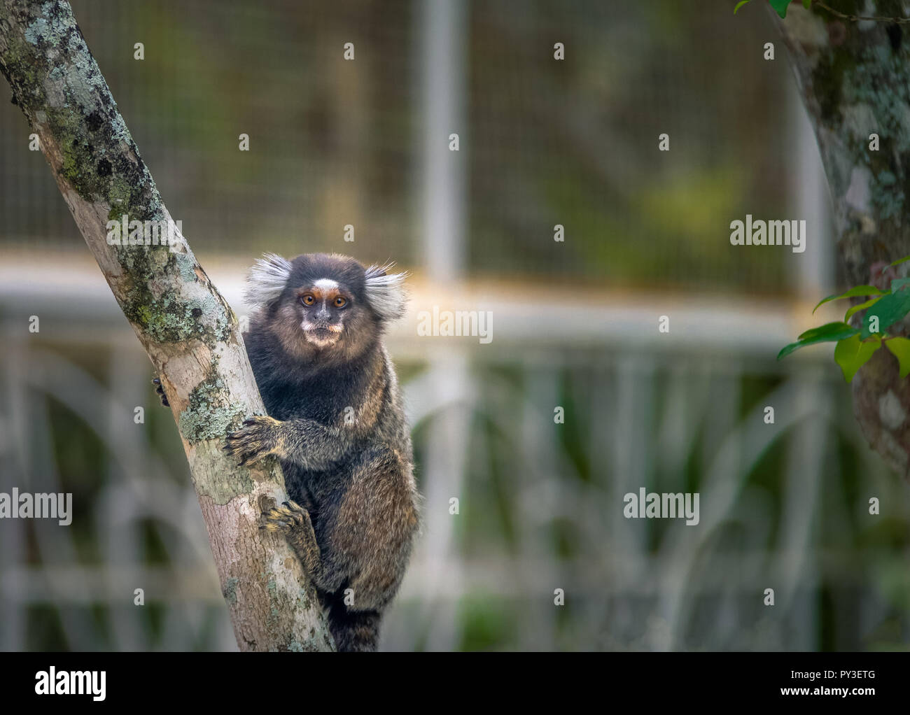 Sagui Monkey In The Wild Rio De Janeiro Brazil Stock Photo