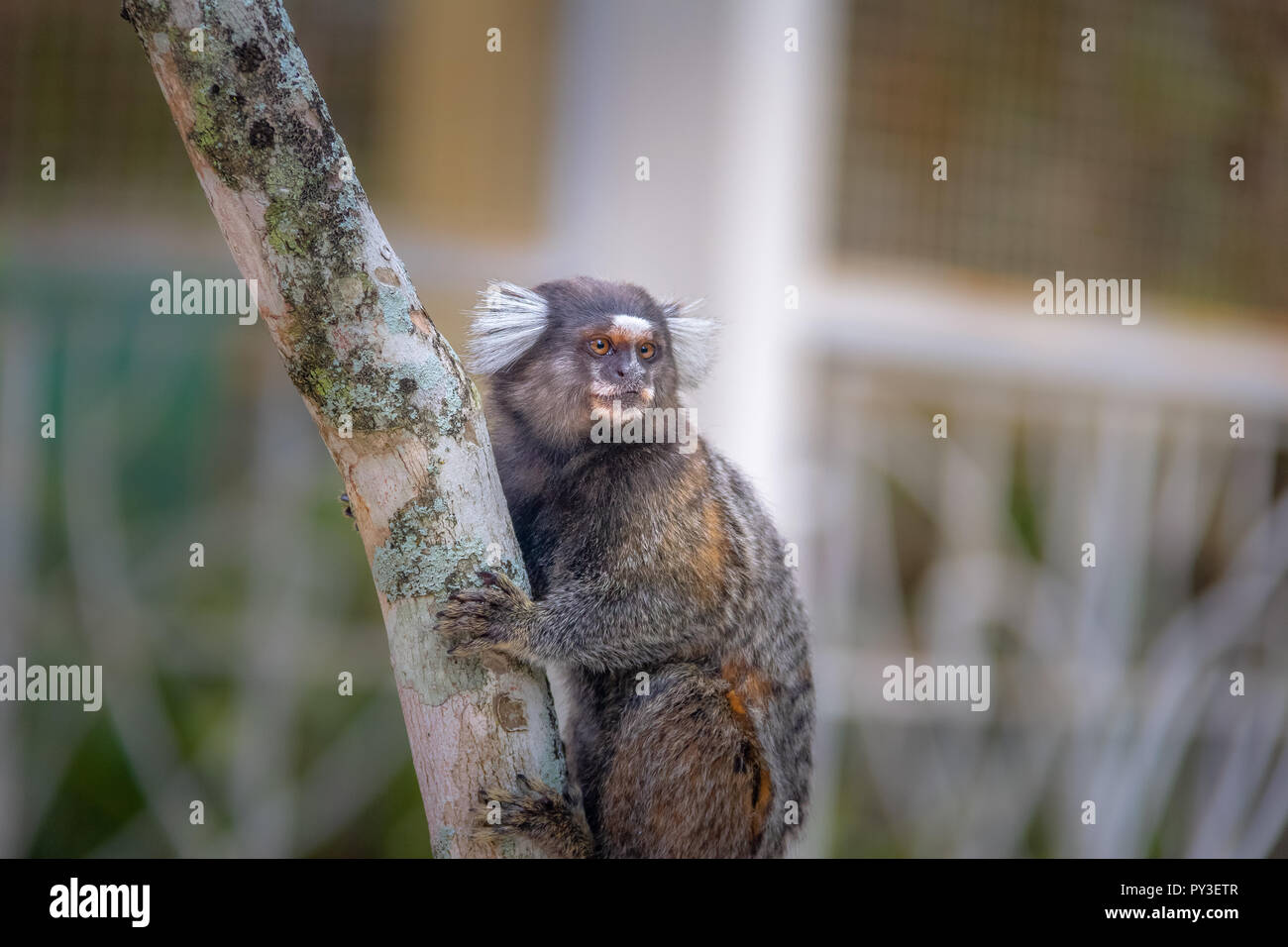 Sagui Monkey In The Wild Rio De Janeiro Brazil Stock Photo