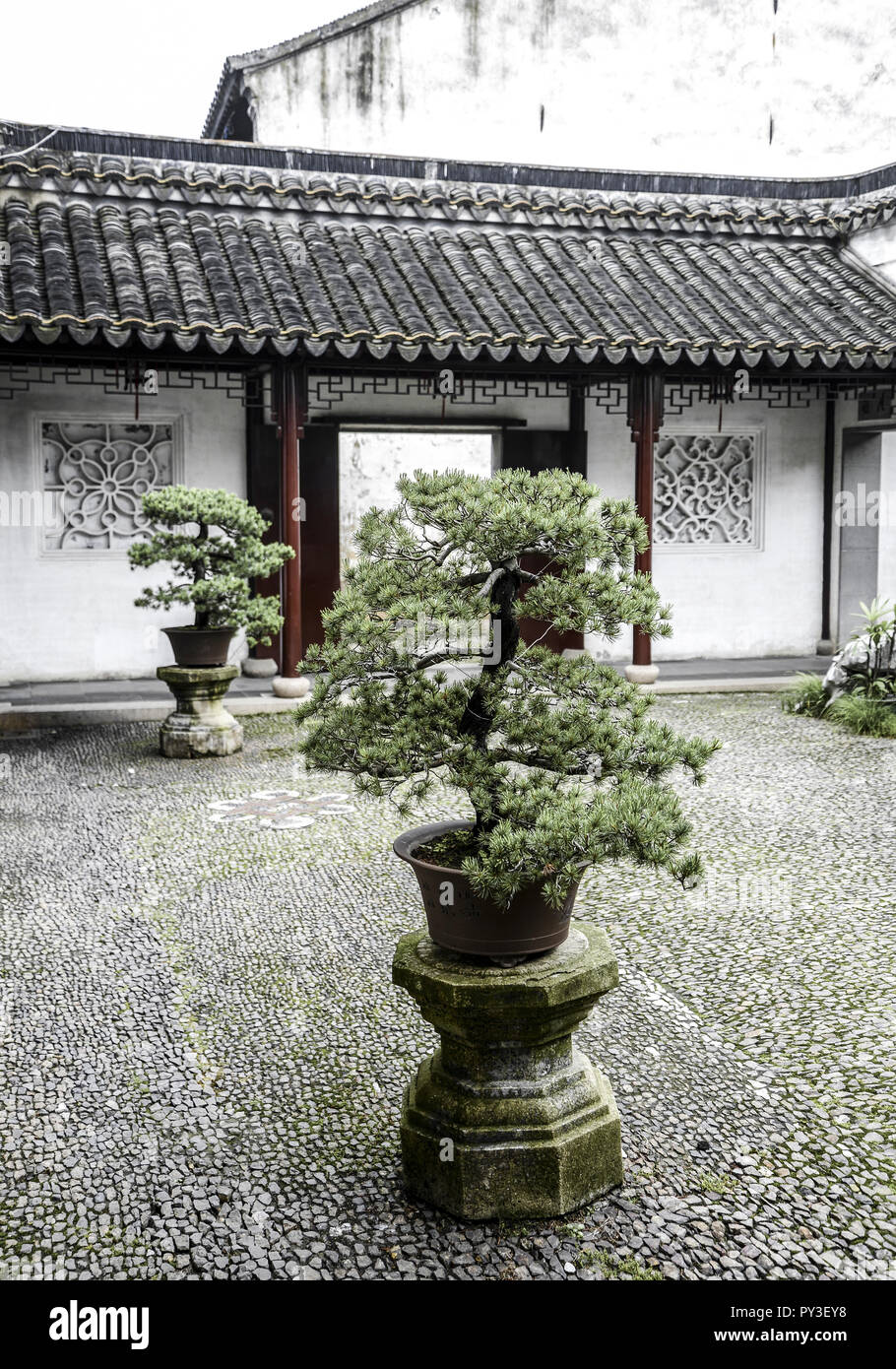 Bonsai china hi-res stock photography and images - Alamy