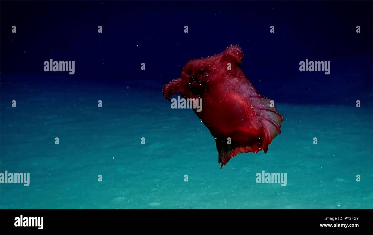 A deep-sea swimming sea cucumber, jokingly referred to as a headless chicken monster filmed in the Southern Ocean waters off East Antarctica October 20, 2018 in the Southern Ocean. Stock Photo