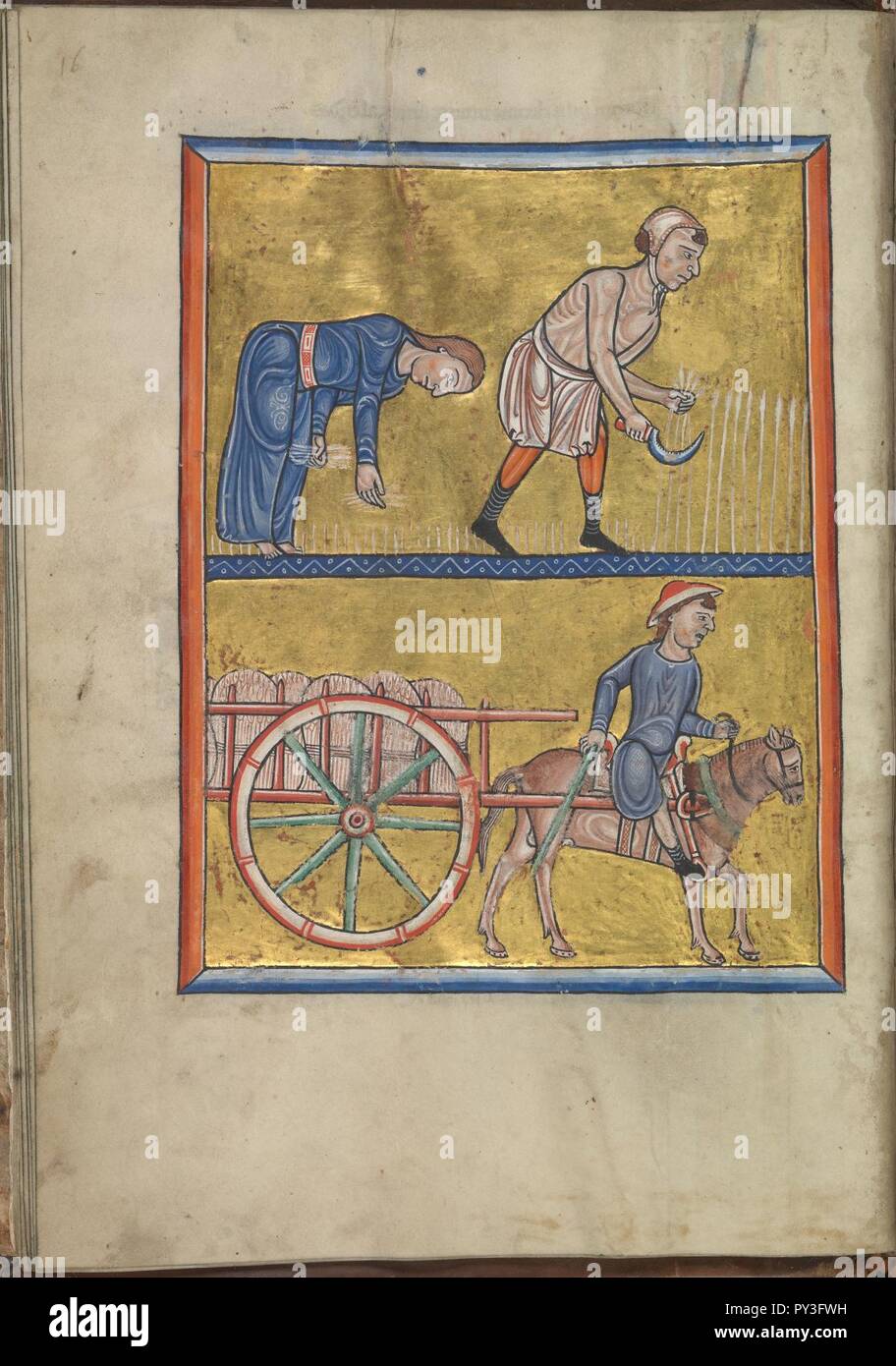 Calendar, August, people reaping corn, gleaning, harvesting - Psalter of Eleanor of Aquitaine (ca. 1185) - KB 76 F 13, folium 008v. Stock Photo