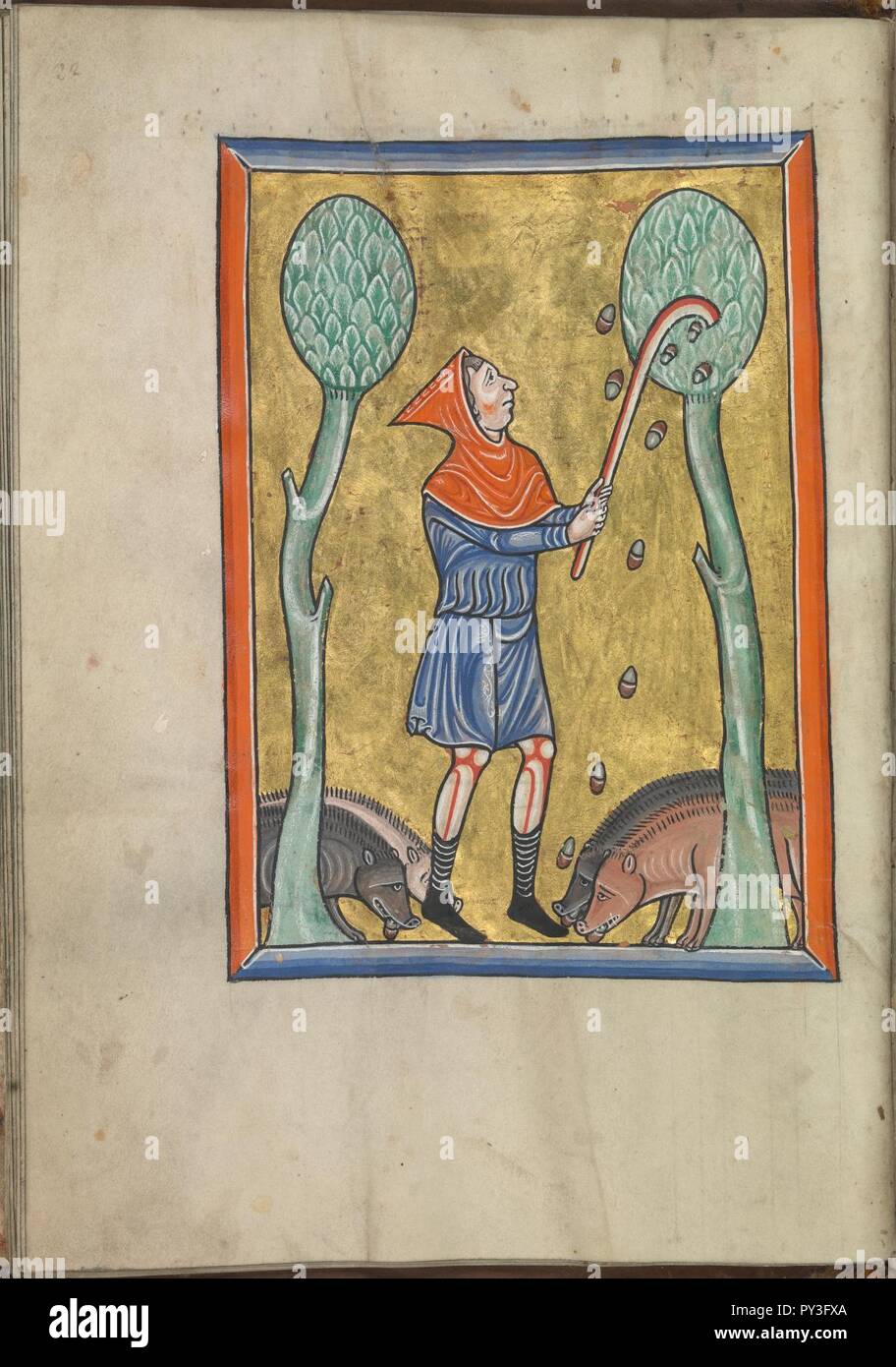 Calendar, November, a man knocking acorns out of an oak-tree - Psalter of Eleanor of Aquitaine (ca. 1185) - KB 76 F 13, folium 011v. Stock Photo