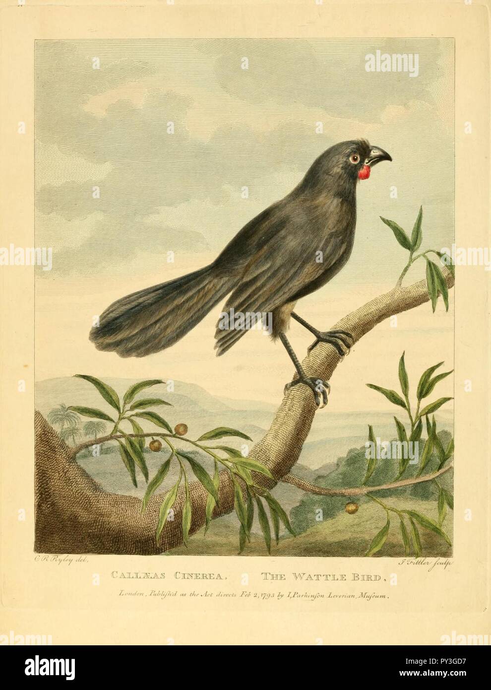Callaeas cinereus by Charles Reuben Ryley. Stock Photo