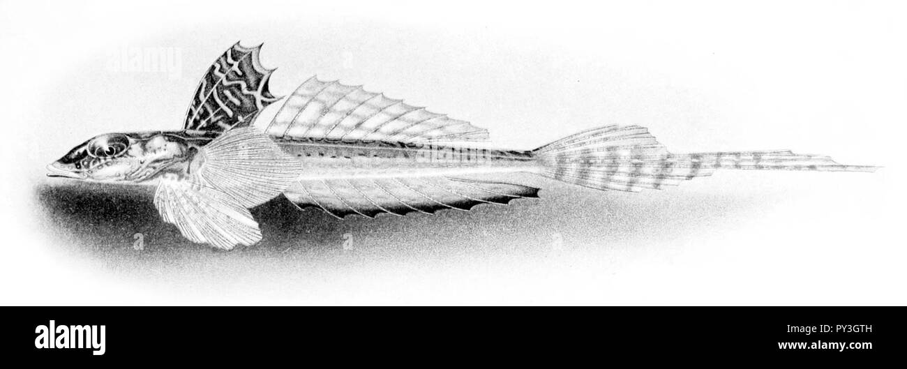 Callionymus hires stock photography and images Alamy