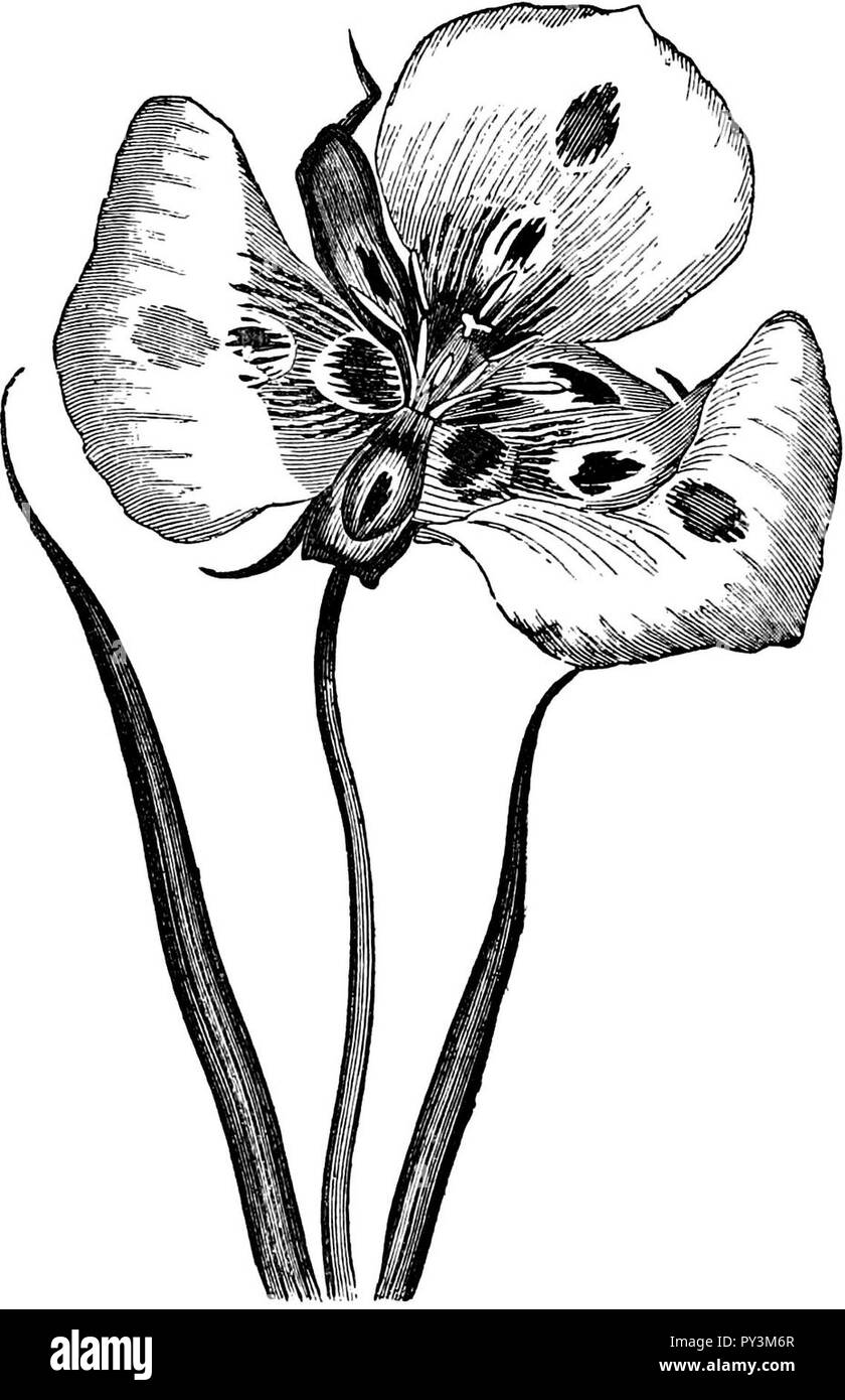 Calochortus venustus-Amateurs Greenhouse Conservatory-0090. Stock Photo