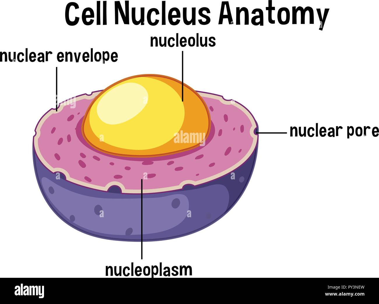 Animal cell nucleus anatomy illustration Stock Vector