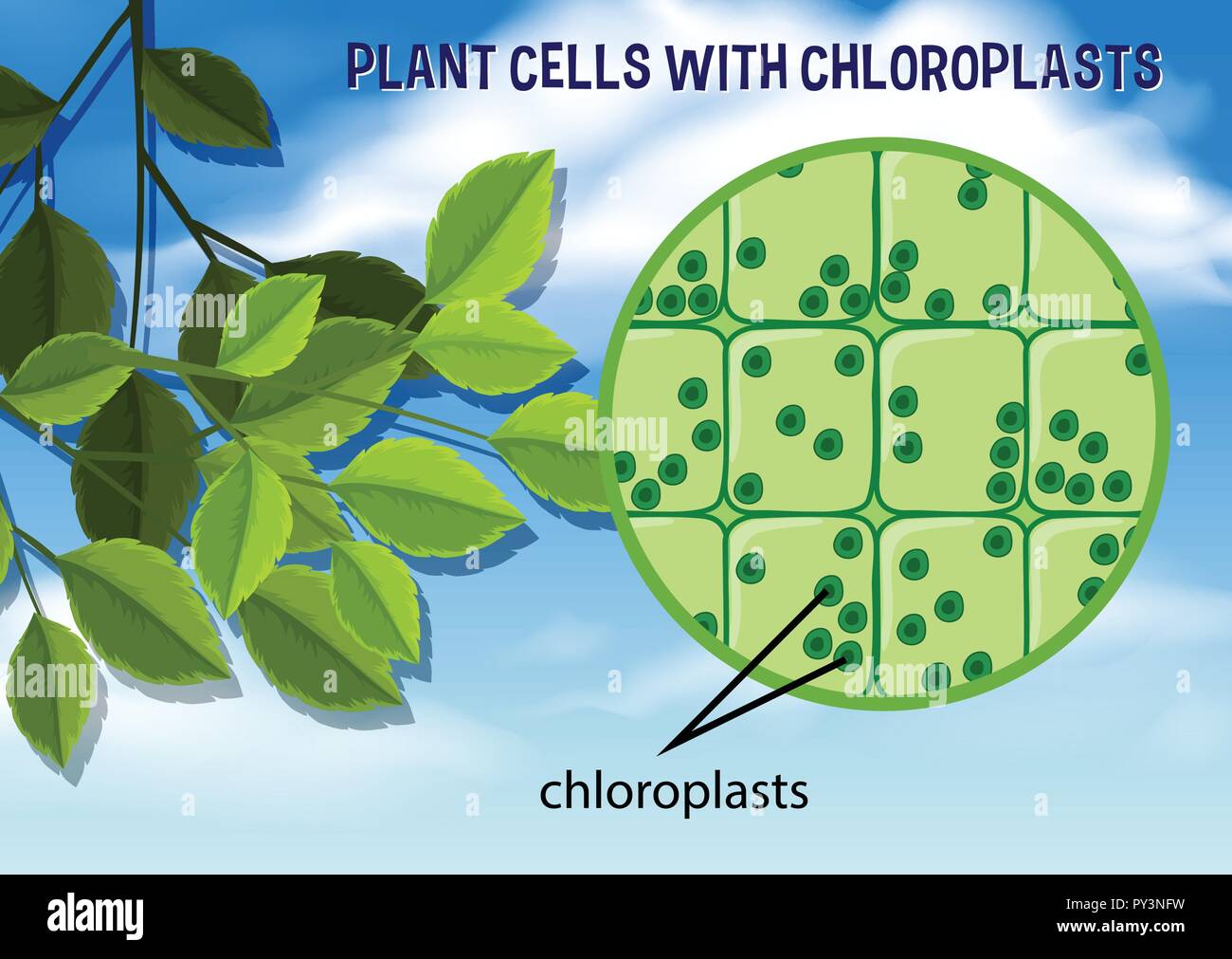 Chloroplasts hires stock photography and images Alamy