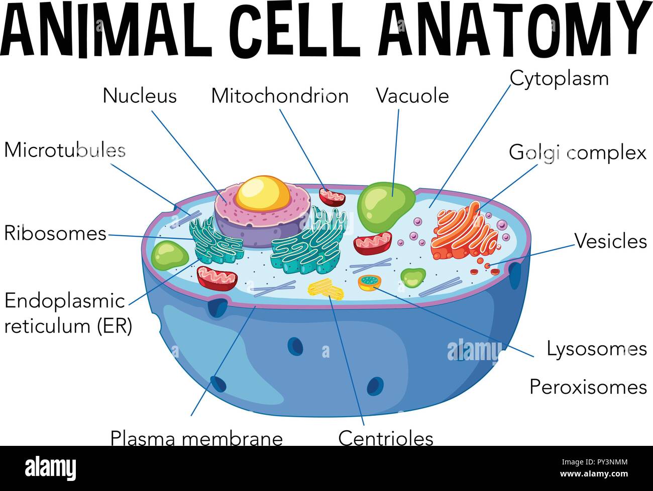 Animal cell anatomy diagram illustration Stock Vector Image & Art - Alamy