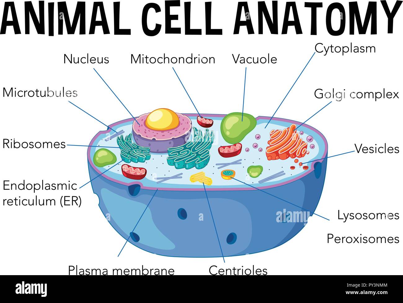 realistic animal cell