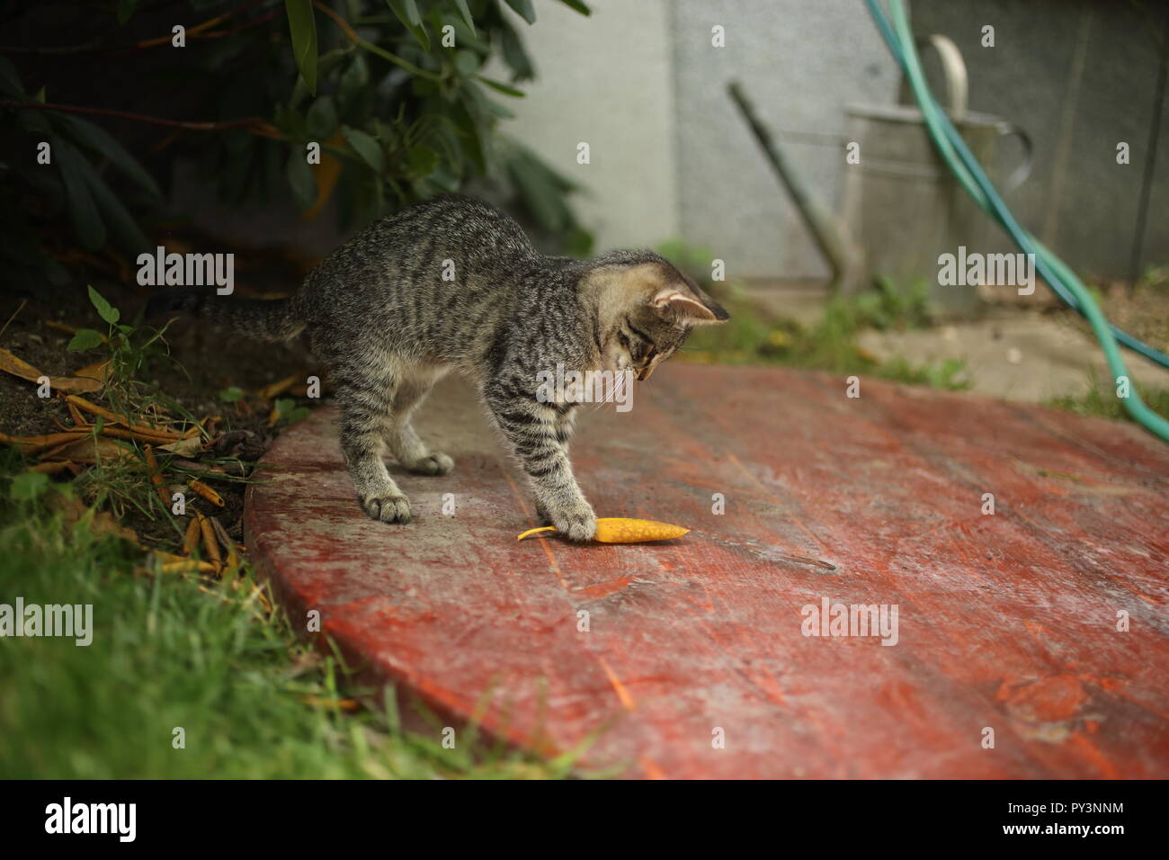 Domestic cat in the garden Stock Photo - Alamy
