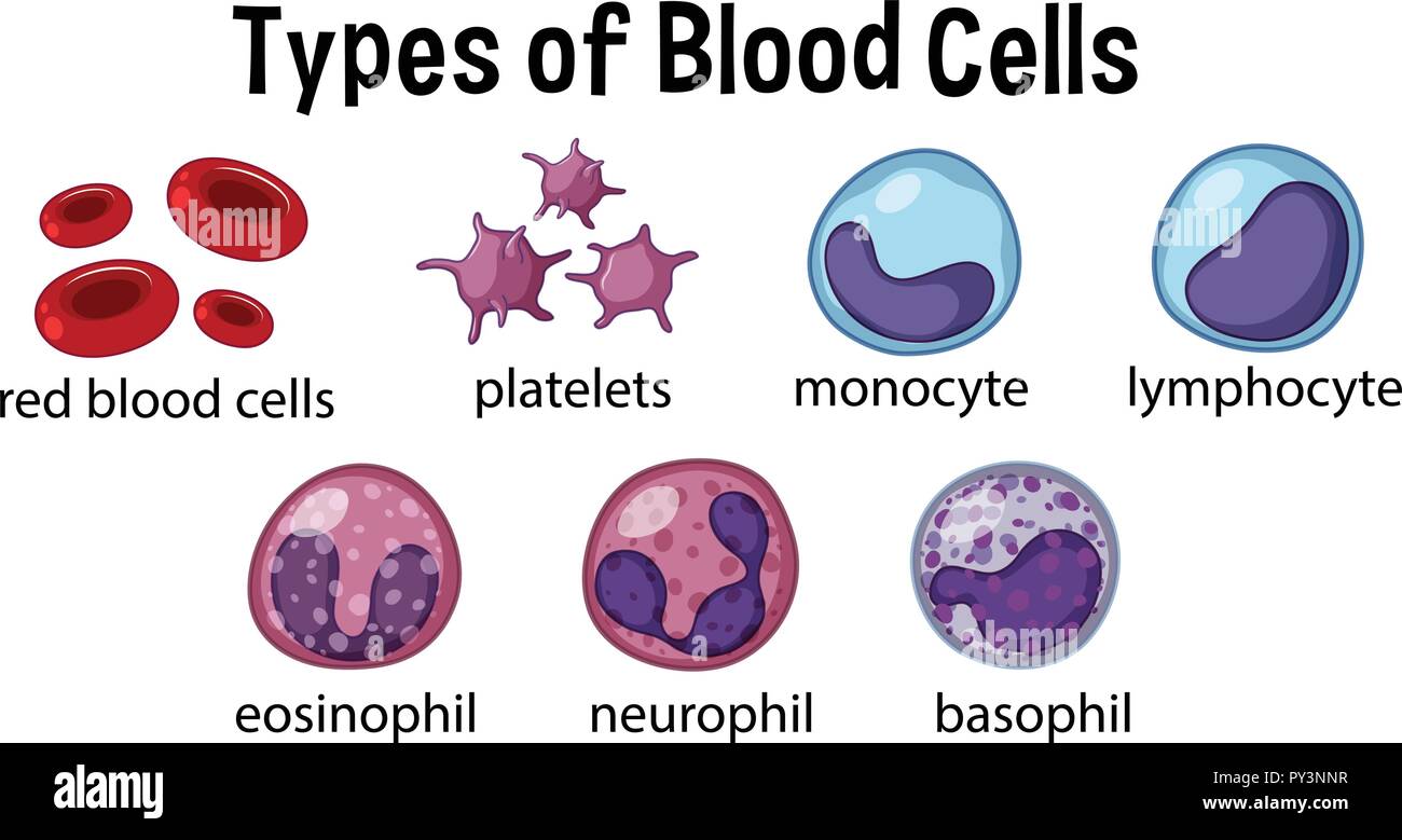 Types of Blood Cells illustration Stock Vector