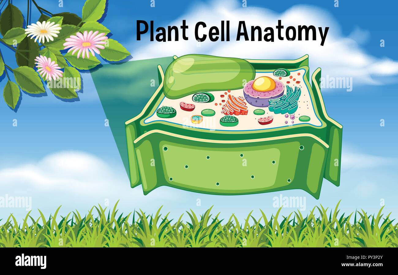 Plant Cell Anatomy Diagram illustration Stock Vector