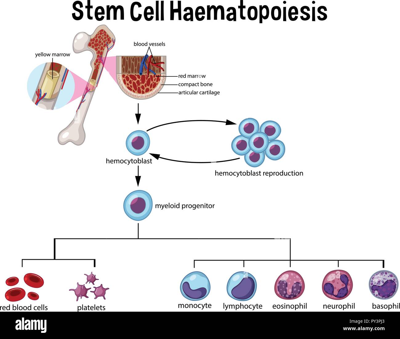 Stem Cell Haematopoiesis Diagram illustration Stock Vector