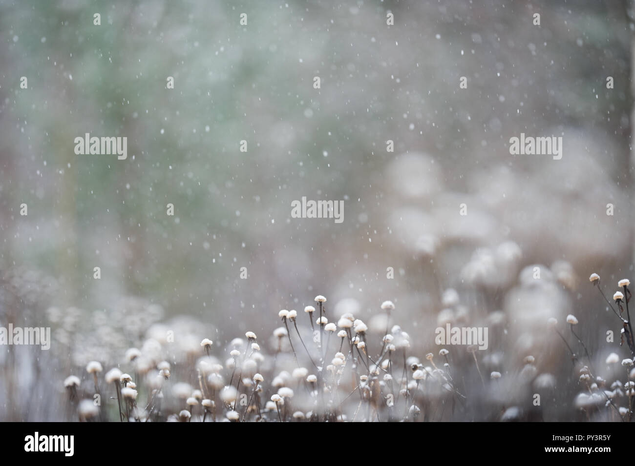 Heartleaf Oxeye (Telekia speciosa) seed heads in winter snowfall. Selective focus and shallow depth of field. Stock Photo