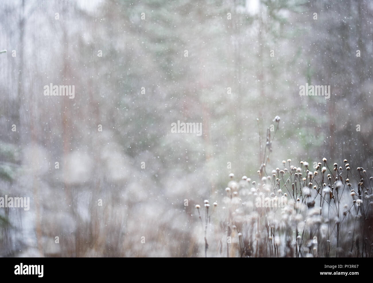 Heartleaf Oxeye (Telekia speciosa) seed heads in winter snowfall. Selective focus and shallow depth of field. Stock Photo