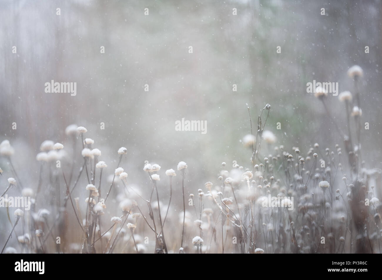 Heartleaf Oxeye (Telekia speciosa) seed heads in winter snowfall. Selective focus and shallow depth of field. Stock Photo