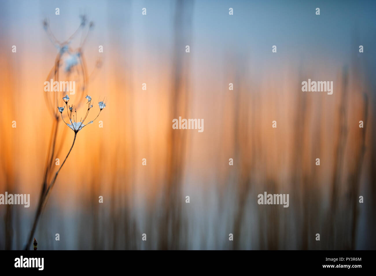 Ice on dried plant. Selective focus and shallow depth of field Stock ...