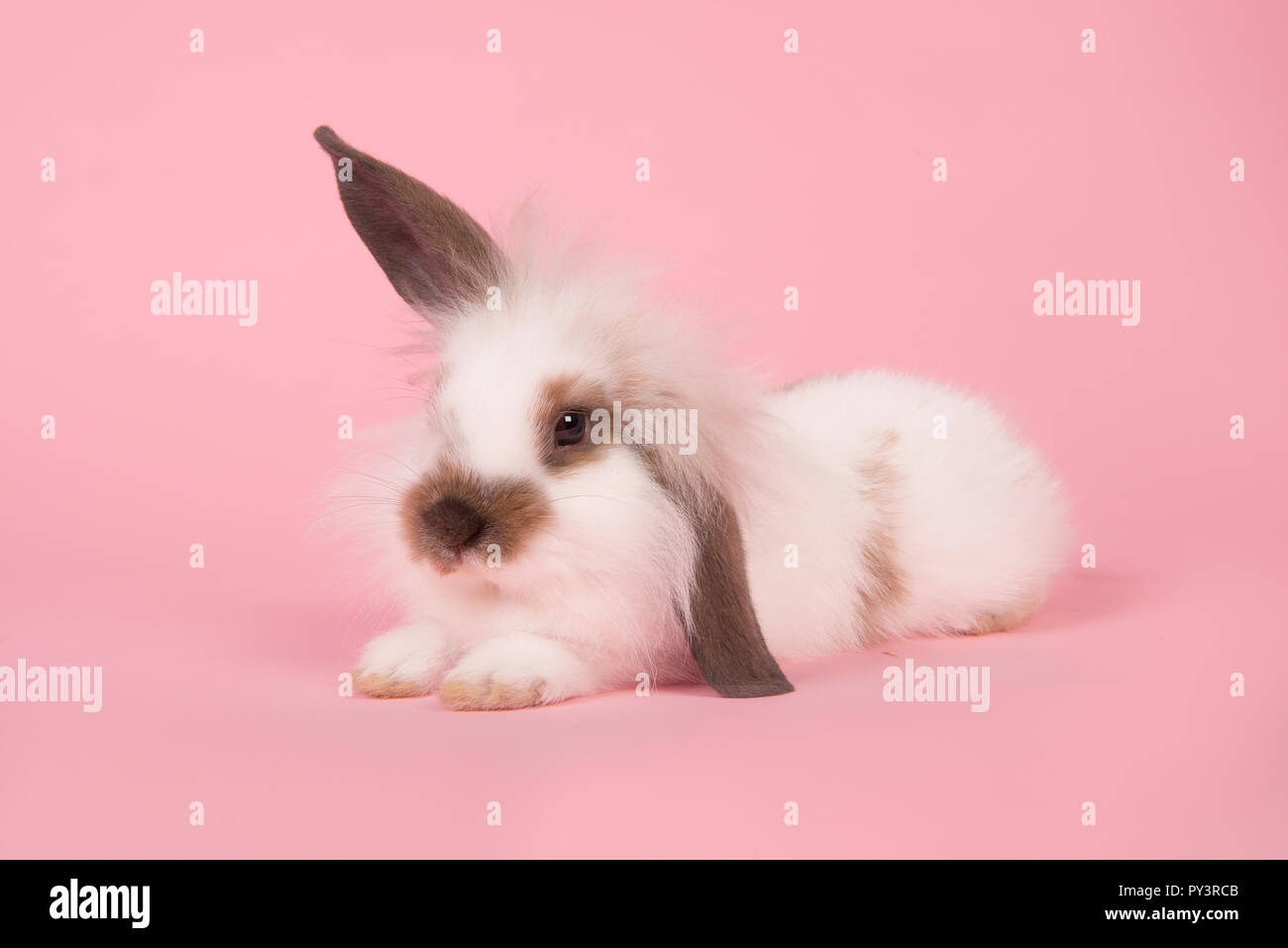 Rabbit with one ear up and one ear down hires stock photography and images Alamy