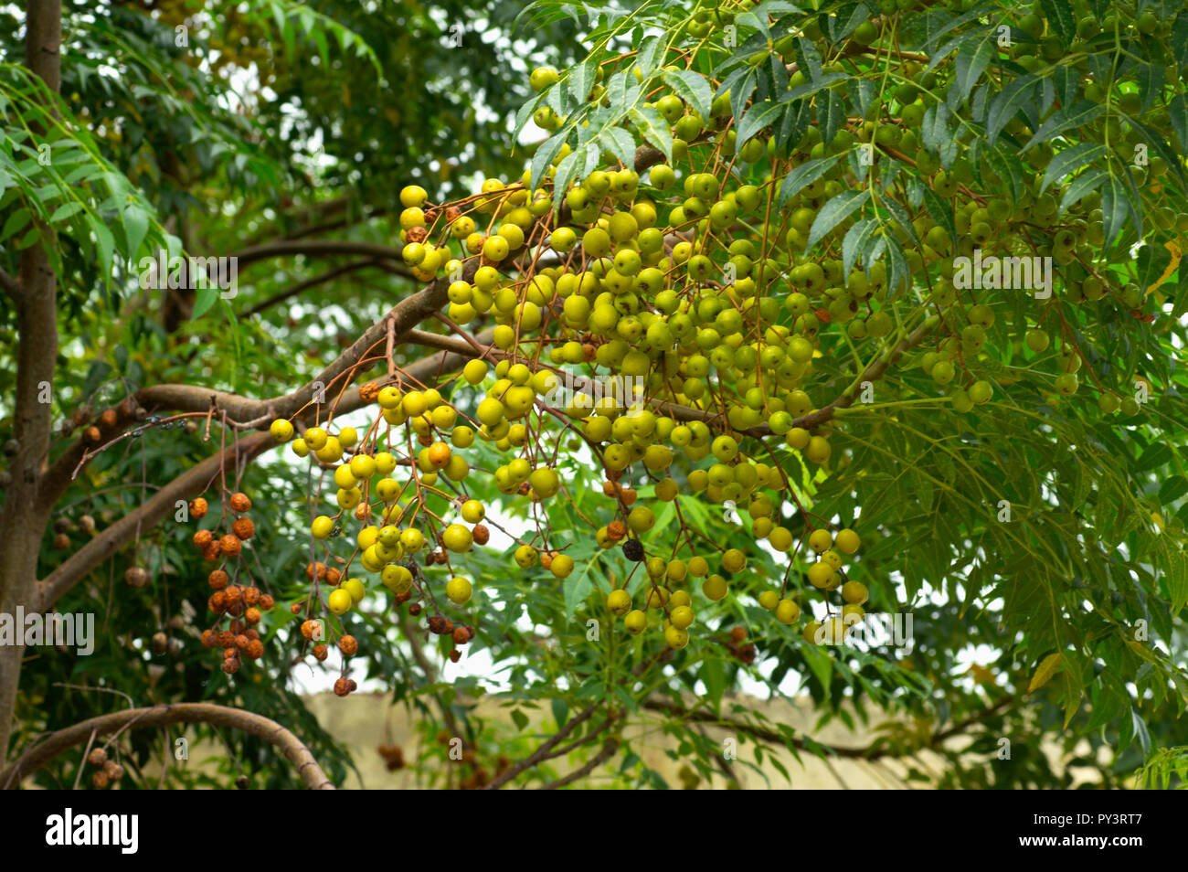 Neem tree natural medicine and fruit growing near Pune, Maharashtra. Stock Photo