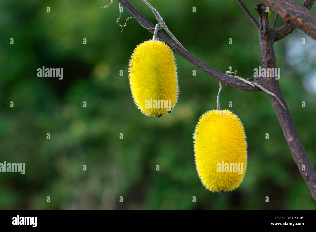 Spiky yellow fruit near Pune, Maharashtra. Stock Photo