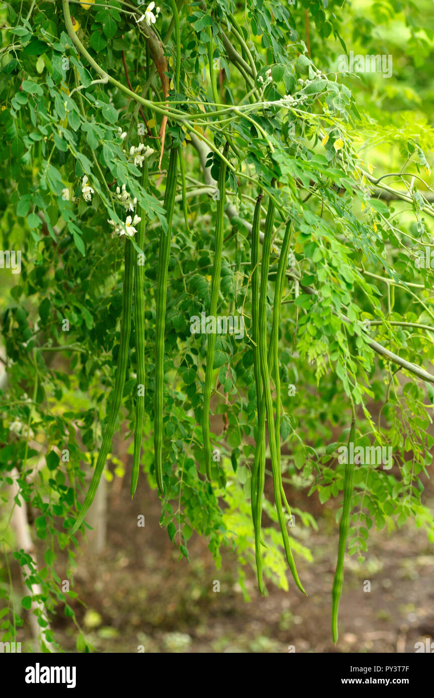Drumstick tree fruit hires stock photography and images Alamy