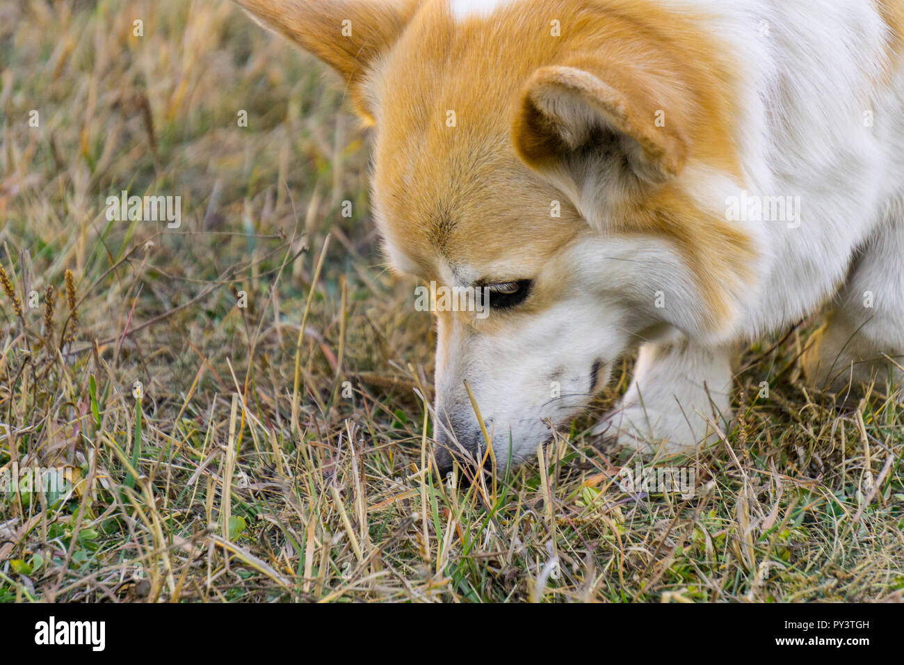 Pembroke welsh corgi dog Stock Photo