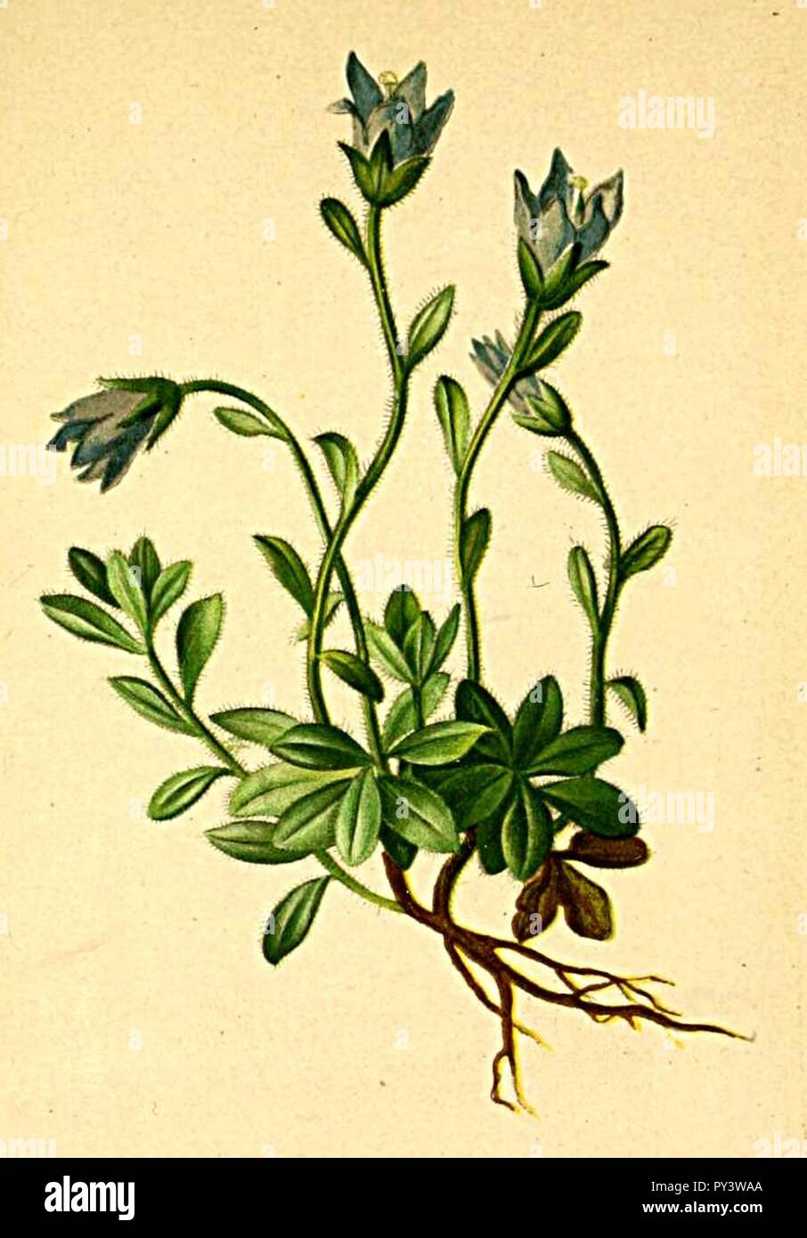 Campanula cenisia Atlas Alpenflora. Stock Photo