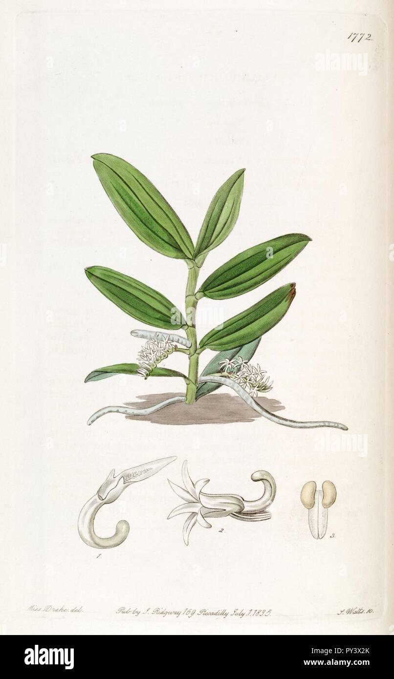 Campylocentrum micranthum (as syn. ''Angraecum micranthum'') - Edwards vol 21 pl 1772 (1836). Stock Photo