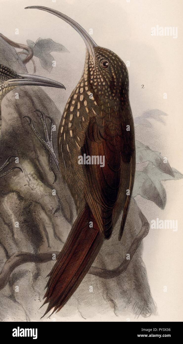 Campylorhamphus pusillus 1902. Stock Photo