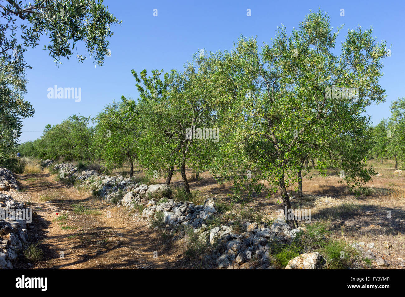 Italy, Apulia, olive trees Stock Photo